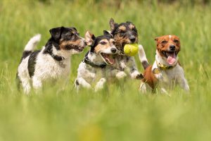 Pets Friend Forever Blog - The Friendliest Dog Breeds For Families