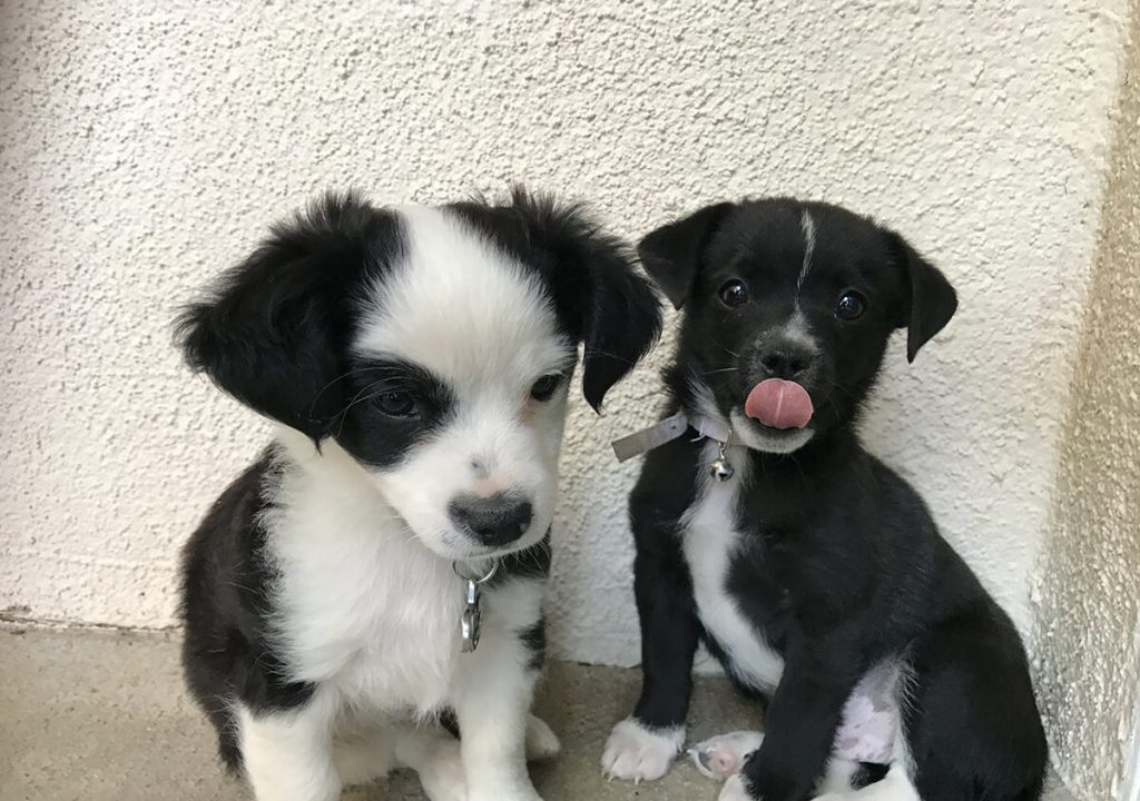 Pets Friend Forever - Dog Trainer in Orange County - Exercise / Walk Service