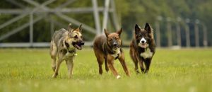 Pets Friend Forever - Dog Trainer in Orange County