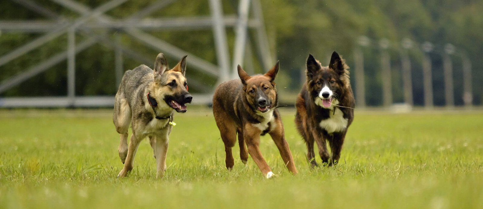 Pets Friend Forever - Dog Trainer in Orange County