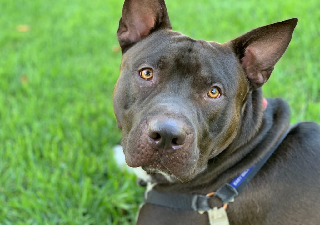 Pets Friend Forever - Dog Trainer in Orange County - Sitting Service