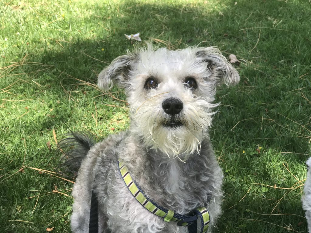 dog trainer in san juan capistrano ca