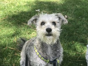 dog trainer in san juan capistrano ca