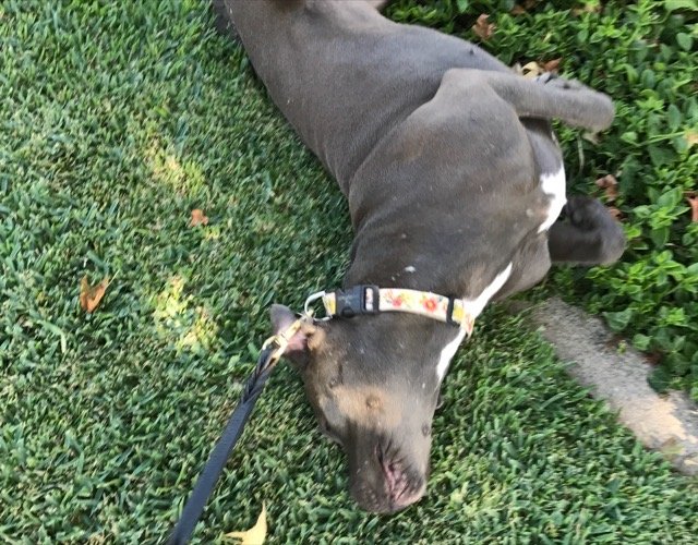How to Choose the Best Dog Trainer in Orange County