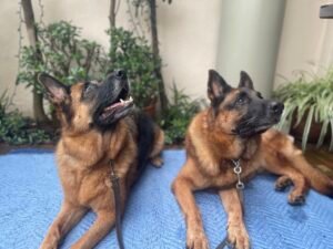 how much exercise does a dog need by age Dogs of different ages following safe daily exercise routines
