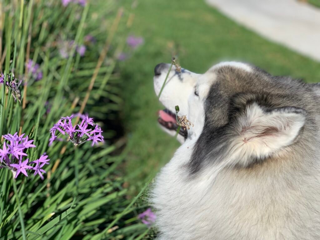 Healthy pet care tips