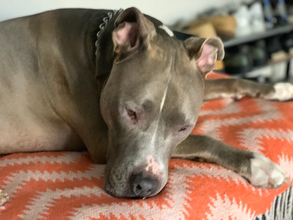 Rattlesnake Safety for Dogs: An Orange County Owner's Guide