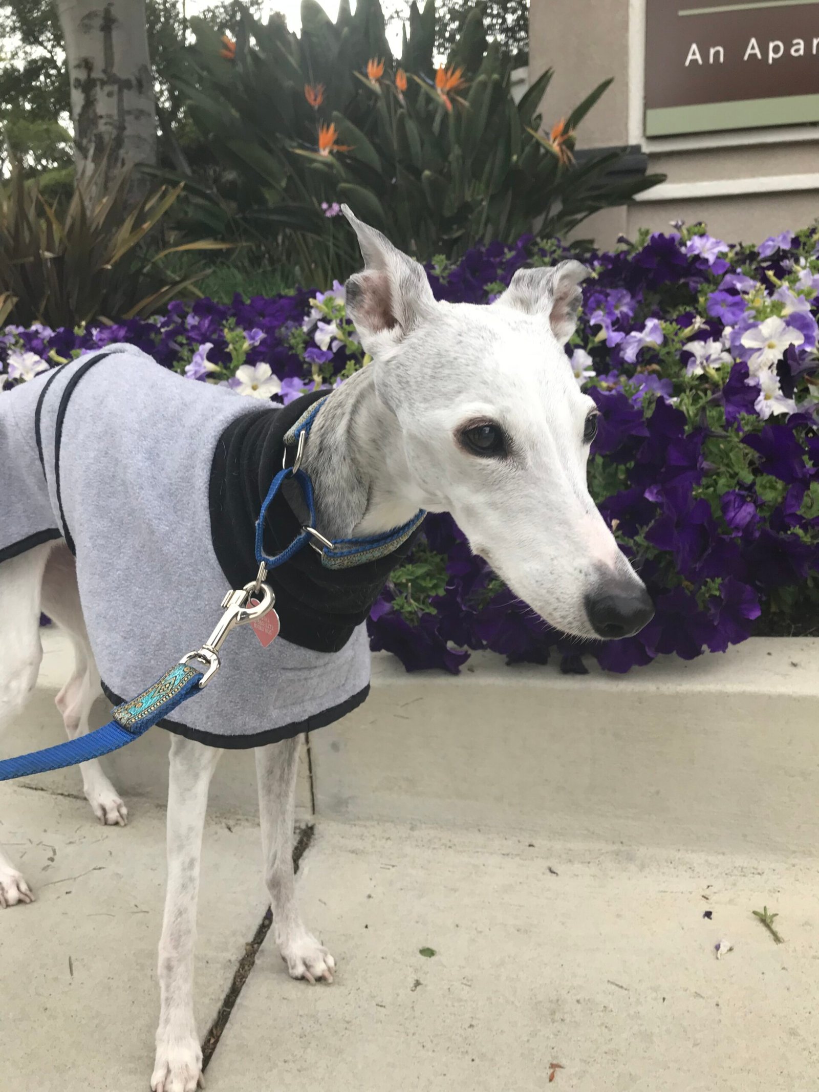 dog trainer in Dana Point CA with trained dog