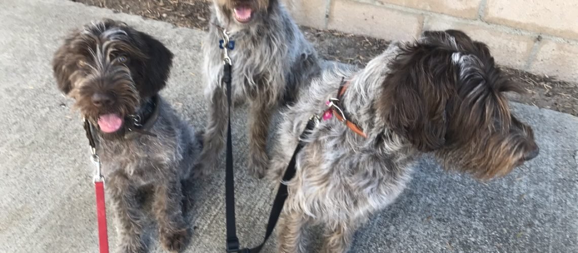 puppy training timeline