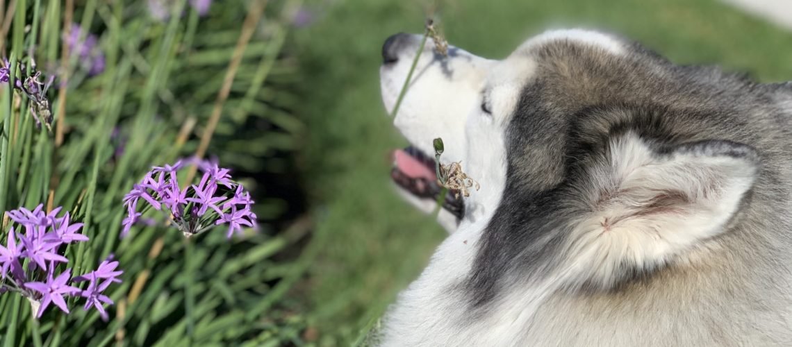 Healthy pet care tips
