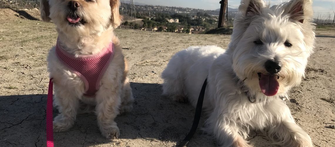 dog stops walking and refuses to move