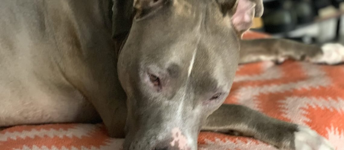 Rattlesnake Safety for Dogs: An Orange County Owner's Guide