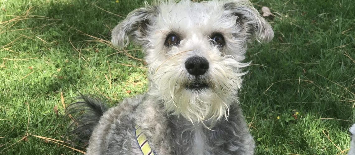 dog trainer in san juan capistrano ca