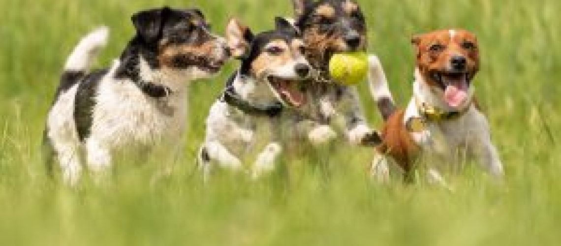 Pets Friend Forever Blog - The Friendliest Dog Breeds For Families
