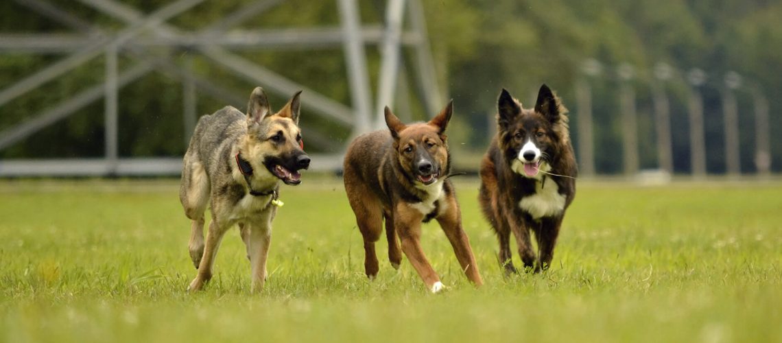 Pets Friend Forever - Dog Trainer in Orange County