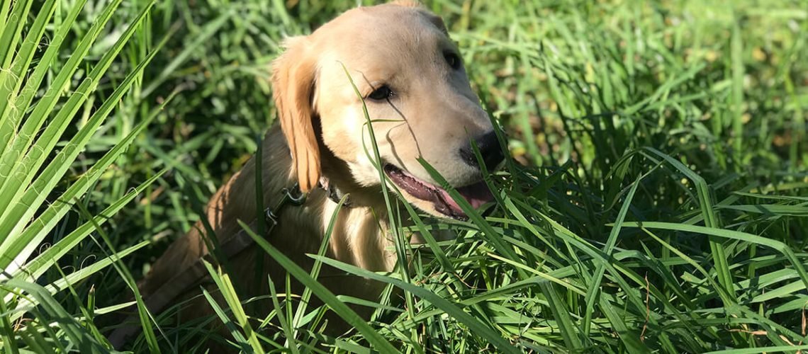 Pets Friend Forever - Dog Trainer in Orange County - Gallery
